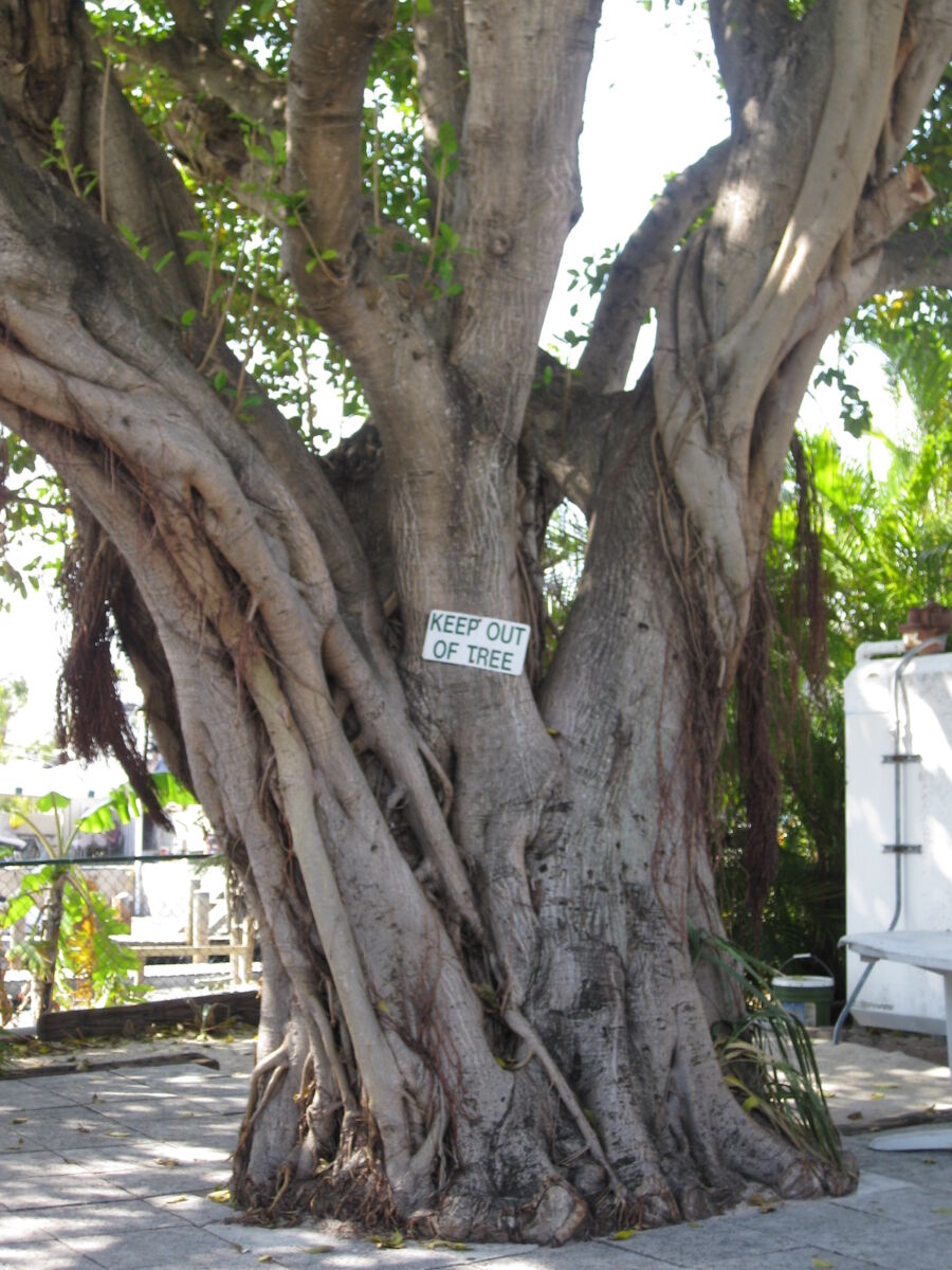 The Learning Tree at Scotty's Landing in Coconut Grove, Florida
